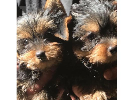 Yorkie για 200 €